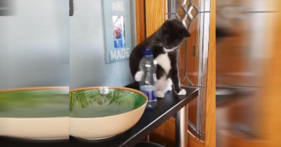 Katze wirft gnadenlos die Plastikflasche auf den Boden und dabei entstand dieses urkomische Video	
