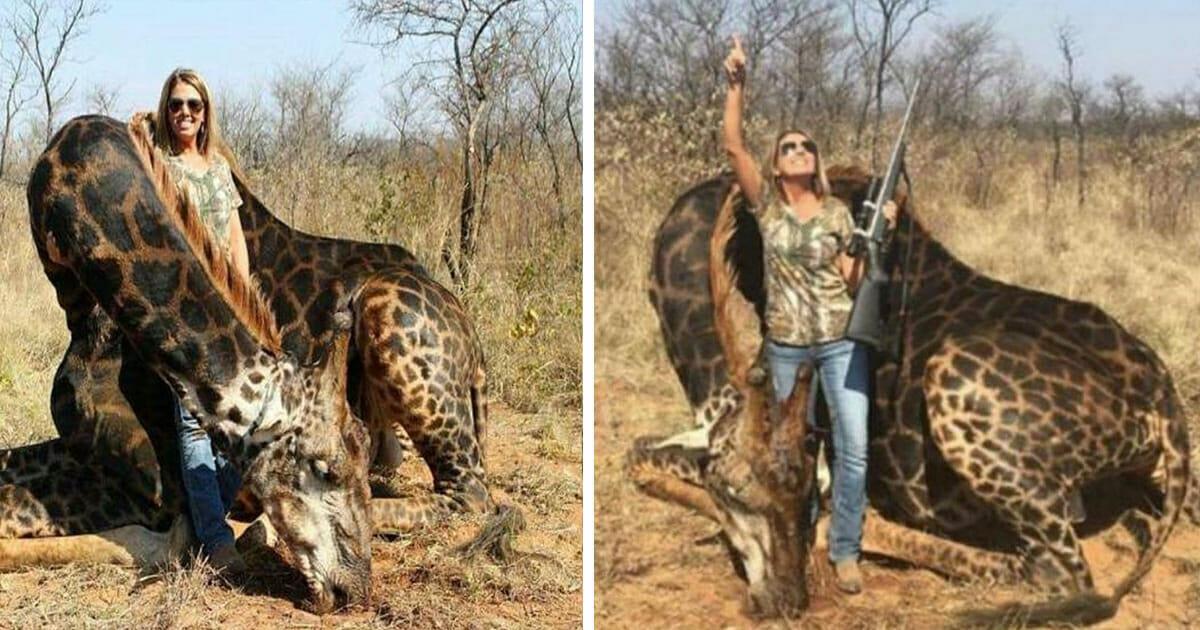 Frau tötet seltene schwarze Giraffe, auf Empörung der sozialen Medien zeigt sie keine Reue	