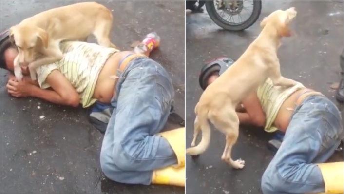 Besorgter Hund schützt sein Herrchen, der mitten auf der Straße seinen Rausch ausschläft	
