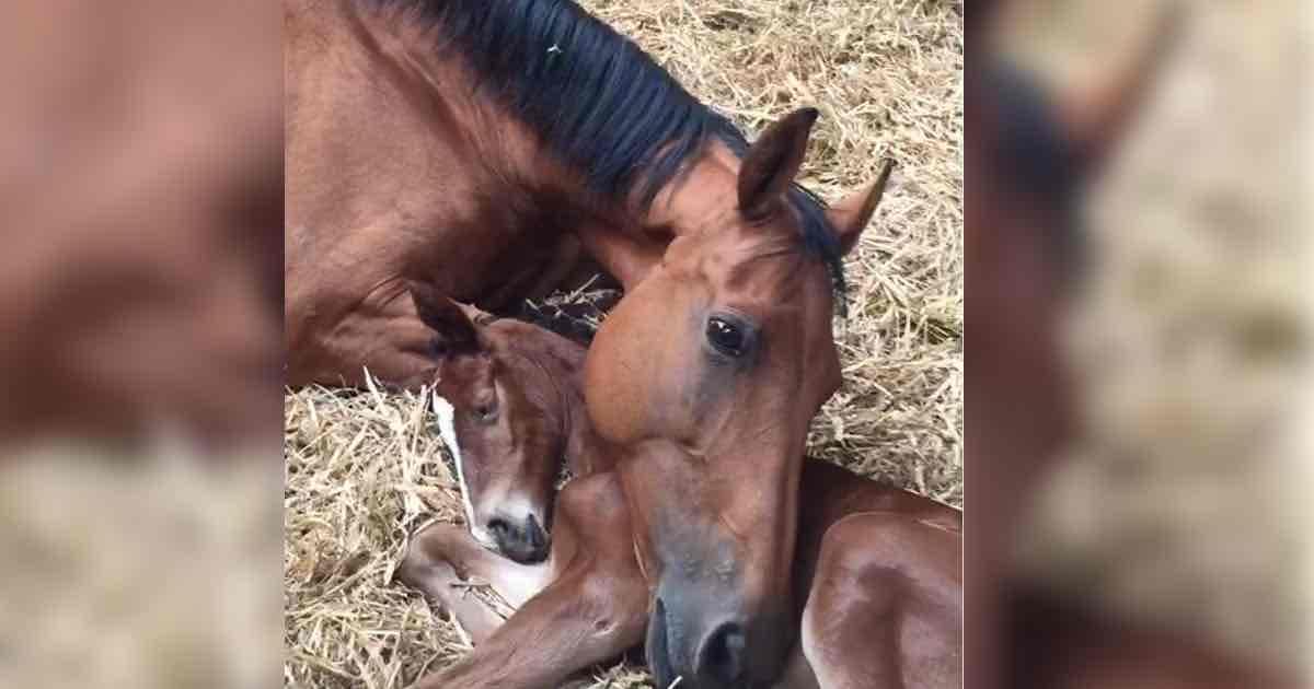 Das Pferd ist untröstlich, als ihr Junges bei der Geburt stirbt – dann hat der Tierarzt eine brillante Idee	
