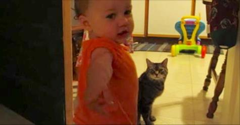 Tochter und Katze haben eine ungewöhnliche Morgenroutine – hör der Katze zu, als das Mädchen zu lallen beginnt	