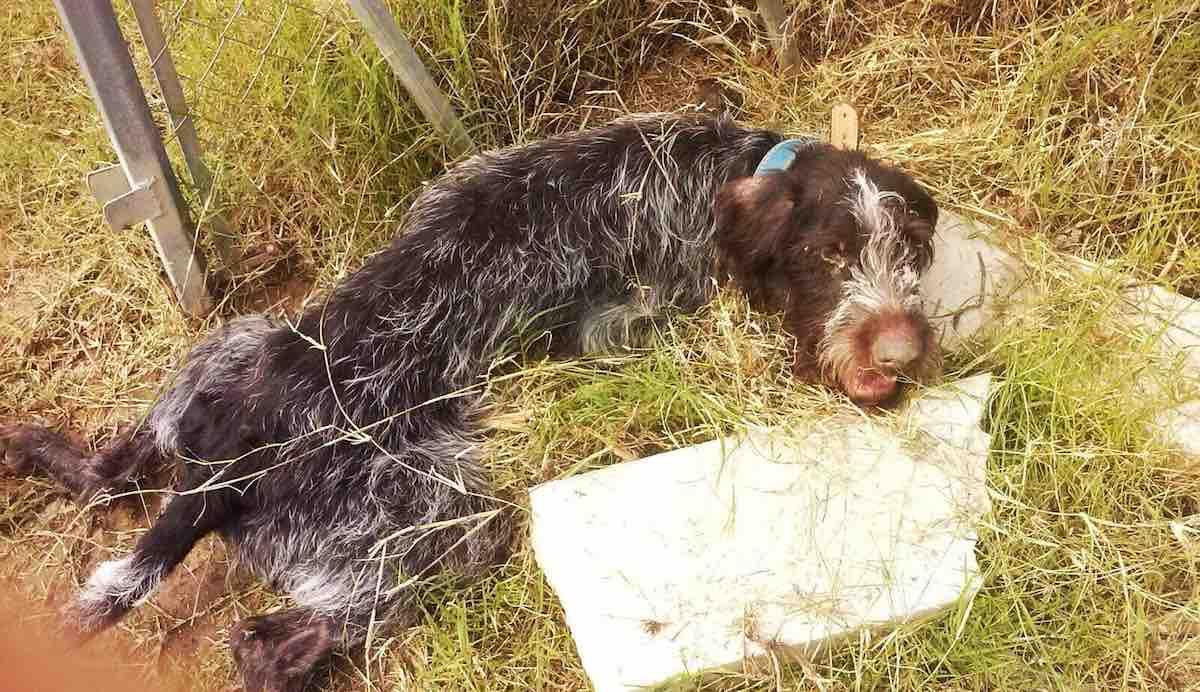 Hund wurde geschlagen und von seinem Besitzer verlassen – schaut, wie er seine ultimative Rache bekommt	