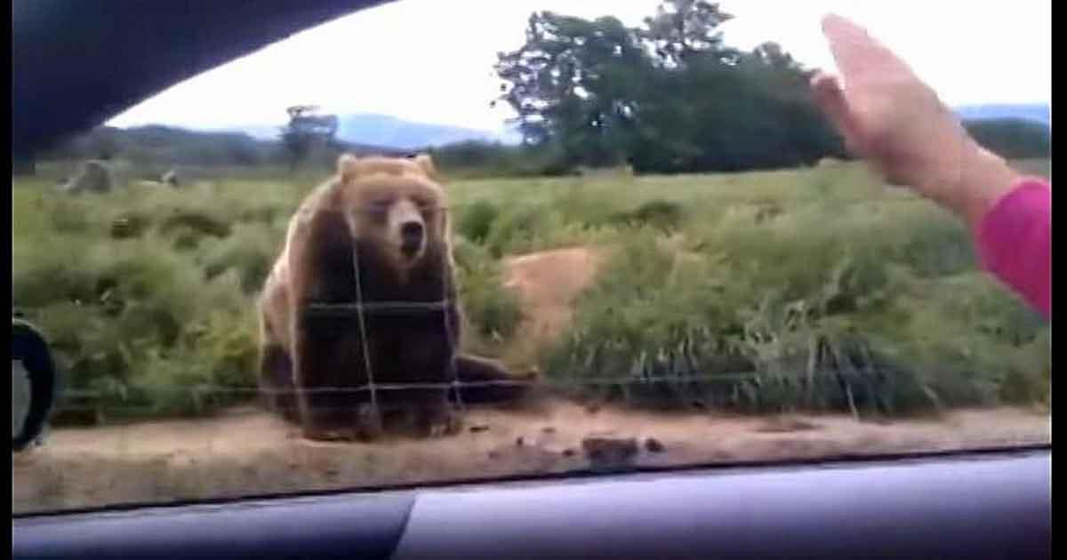 Frau winkt Bären zu – schaut euch jetzt seine unerwartete Reaktion 1 Sekunde später an	