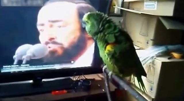 Papagei sieht sein Idol Pavarotti im Fernsehen – so ein Duett habt ihr sicher noch nicht gesehen!	
