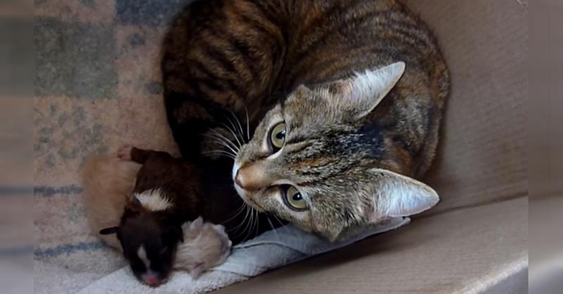 “Noch ein Baby?” So rührend reagiert eine Katzenmama auf einen Welpen	