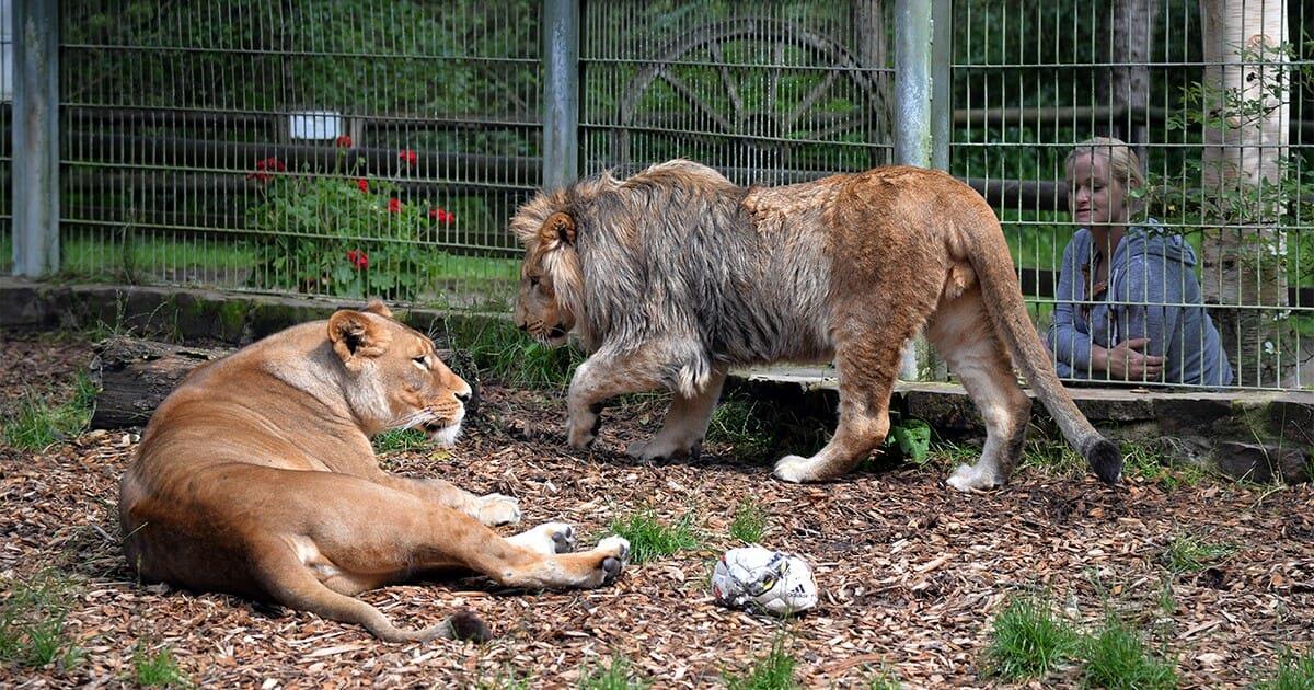 Tiere brechen aus deutschem Zoo aus   Bär wird bei Flucht getötet!	