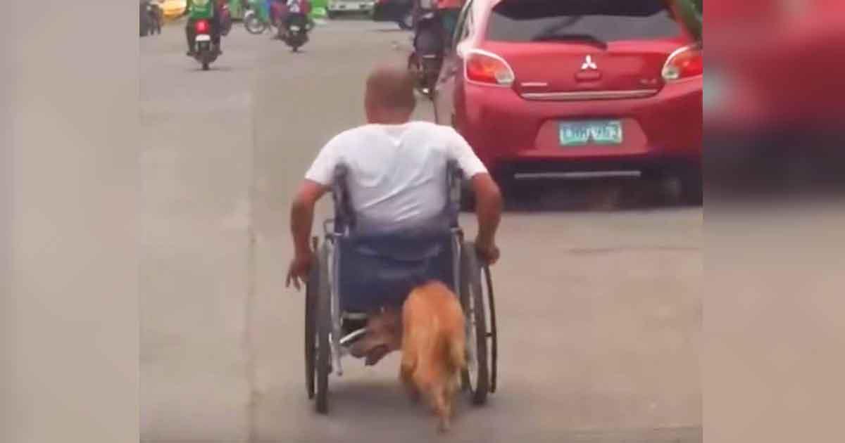 Fremde sehen, wie Hund sich hinter Mann im Rollstuhl schleicht – jetzt geht das Video viral	