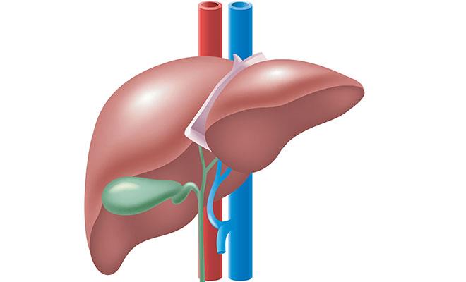 Gallenblase: ein überflüssiges Organ?	