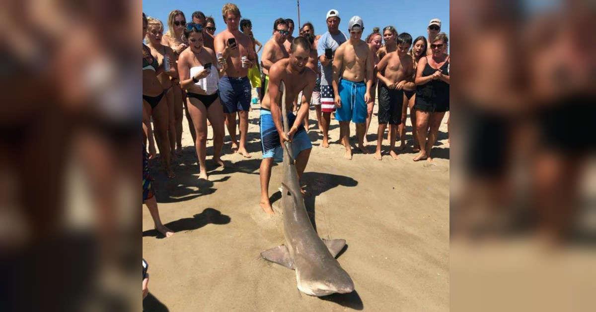 Badegäste ziehen Hai für Selfies aus dem Wasser – sinnlose Quälerei erzürnt das Netz	