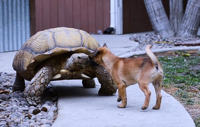 Verlassene Hundewelpen freunden sich mit einsamer Riesenschildkröte an	