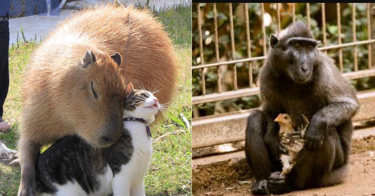 15 Tiermütter haben Kinder einer anderen Spezies adoptiert.	