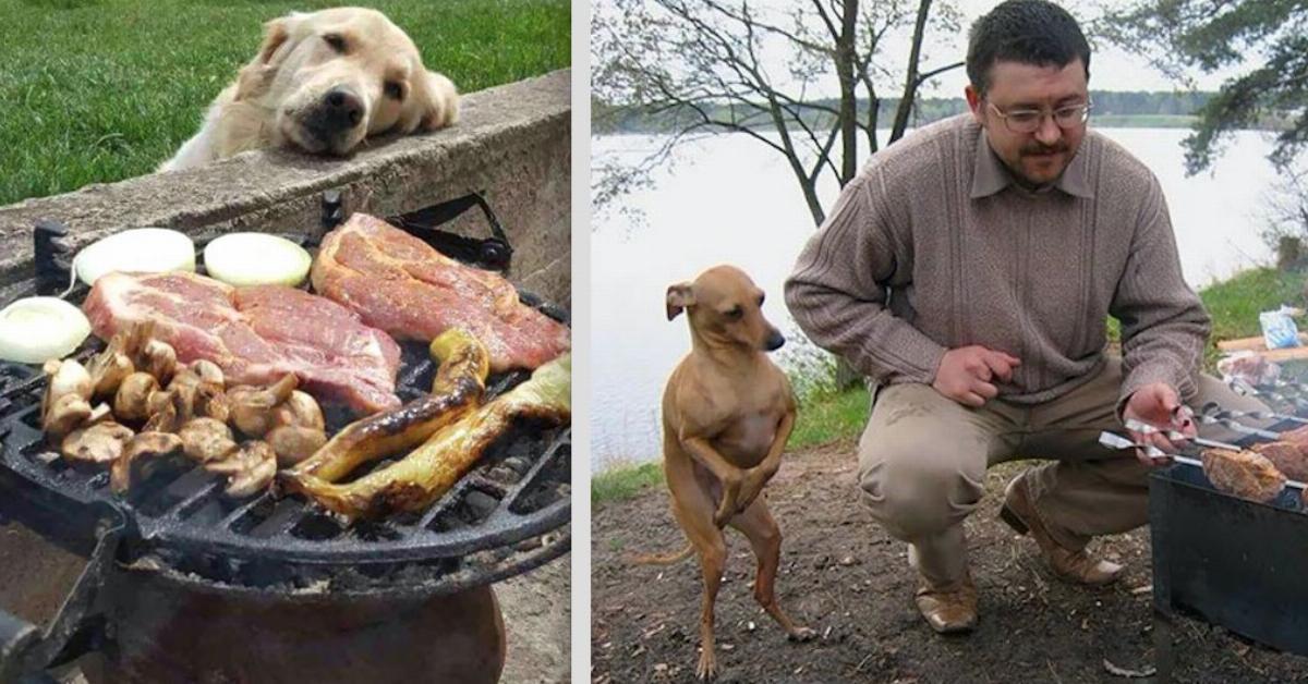 20 lustige Bilder von Hunden, die um Futter betteln.	