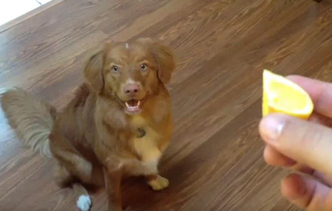 Urkomisch: Dieser Hund gerät durch eine Zitrone völlig aus der Fassung	