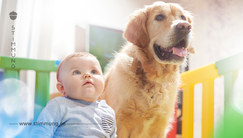 Pure Menschenkenntnis: Familienhund entlarvt brutalen Babysitter	