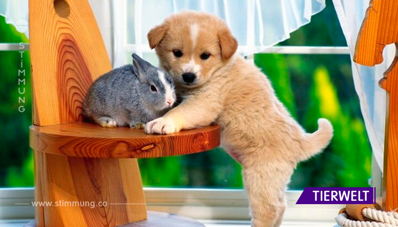 Atemberaubende Bilder der erstaunlichen Freundschaft von Tieren verschiedener Art. Es ist so süß!