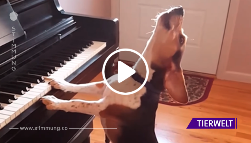 Dieser Hund singt über sein hartes Leben. Wenn du sein Lied hörst, wirst du deinen Ohren nicht glauben!
