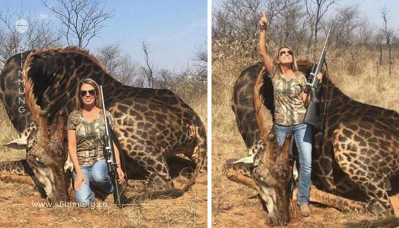 Amerikanische Jägerin posiert mit seltener schwarzer Giraffe, die sie gerade getötet hat	