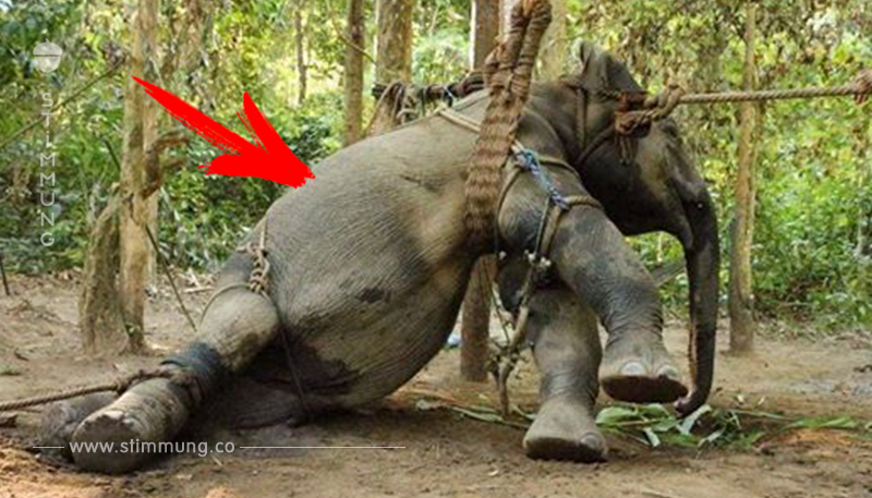 Schockierende Bilder: Das ist die traurige Wahrheit hinter Elefantenreiten	