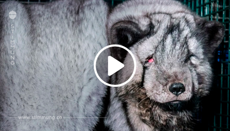 Pelztierfarmer züchten übergewichtige “Monster Füchse”.	
