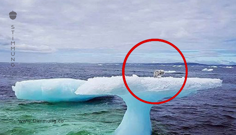Auf einem Eisberg in der Mitte des Ozeans sehen die Menschen etwas Seltsames und sie trauen ihren Augen kaum	