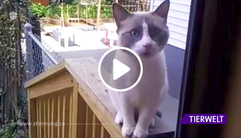 Die Katze schimpfte seine Besitzerin und wurde zum Star des Internets. Schau nur, wie wütend er ist!
