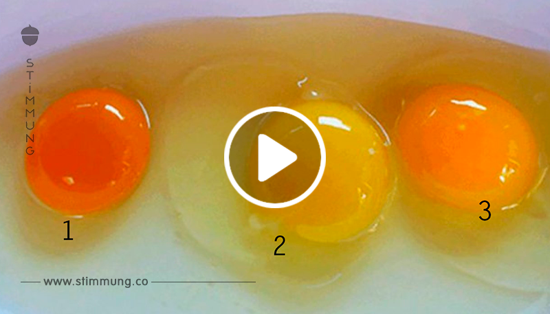 Kannst du raten, welches Eigelb von einem gesunden Huhn stammt? Die Antwort ist überraschend!