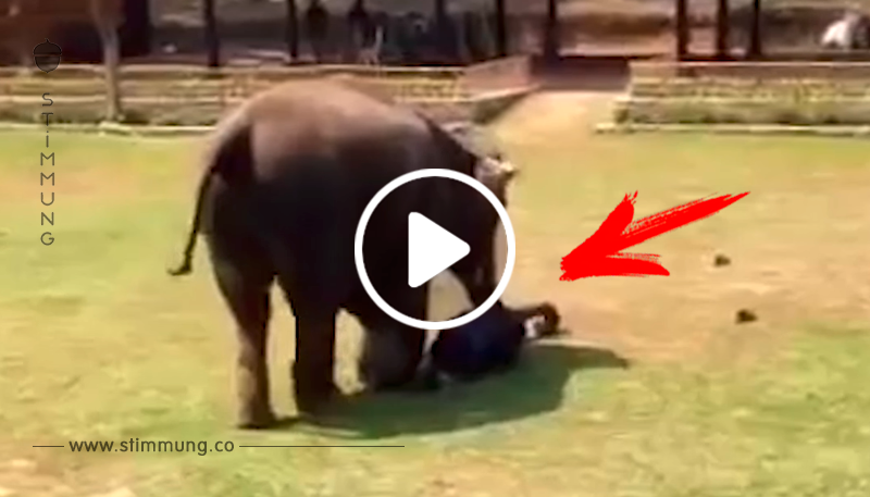 Der Elefant sieht, wie sein Pfleger „angegriffen“ wird und schreitet sofort ein!	