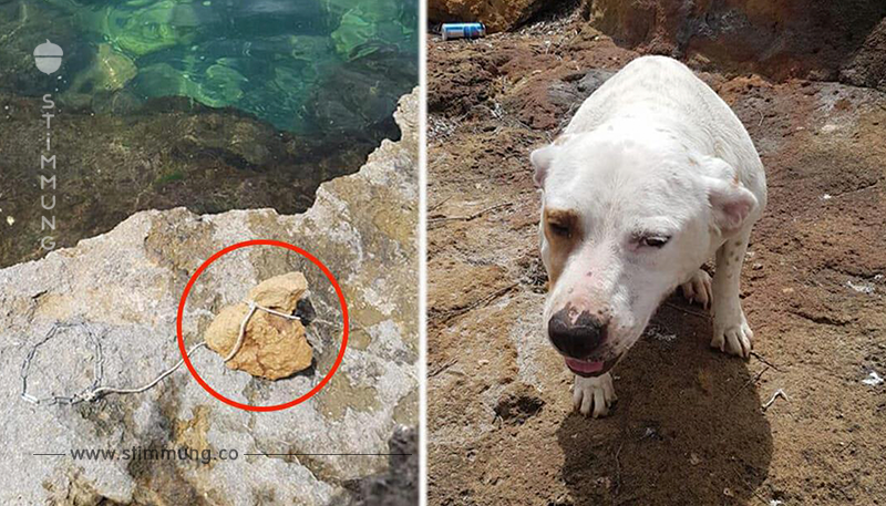 Hündin Mia mit Stein um den Hals in Mittelmeer geworfen – Besitzer durch Chip gefunden	