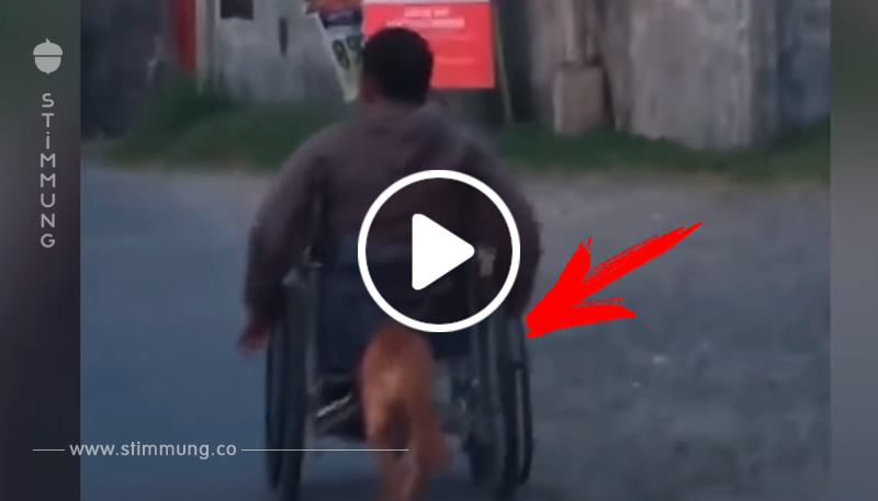 Der Mann im Rollstuhl bekommt Hilfe von seinem treuen vierbeinigen Freund, einfach bezaubernd!	