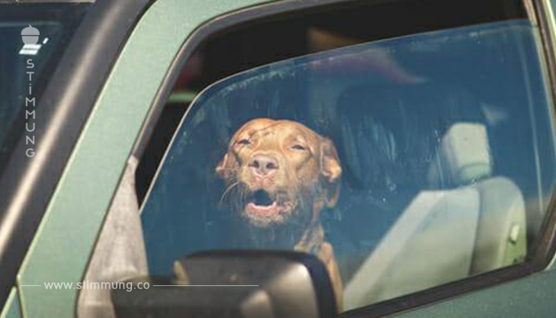 Hund bei 30 Grad Hitze 2 Stunden im Auto eingeschlossen – „Erlitt qualvollen Tod“, laut Polizei	