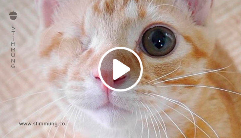 Das sind die 10 süßesten April Katzen mit Handicap	