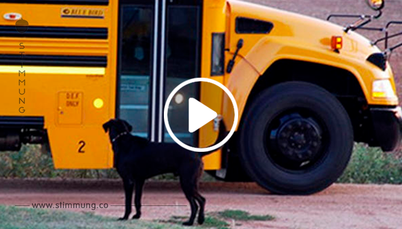 Diese Hunde können es kaum erwarten, dass “ihre” Kinder von der Schule kommen	