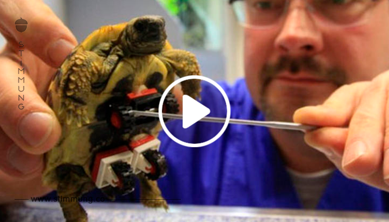 Diese Schildkröten können durch Lego wieder laufen!	