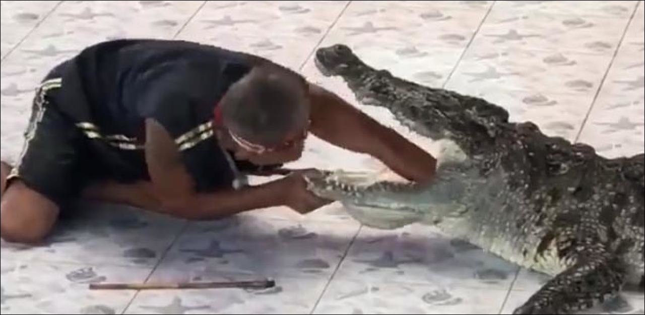 Krokodil schnappt zu und zerreißt Arm des Trainers	