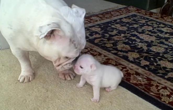 So süß unterhält sich ein Bulldoggenjunge mit seiner Mama	