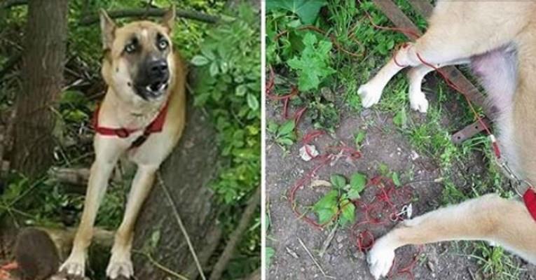 Schäferhund ist zwischen den Abfällen in einem Wald gefesselt, dann entdecken sie die schockierende Wahrheit	