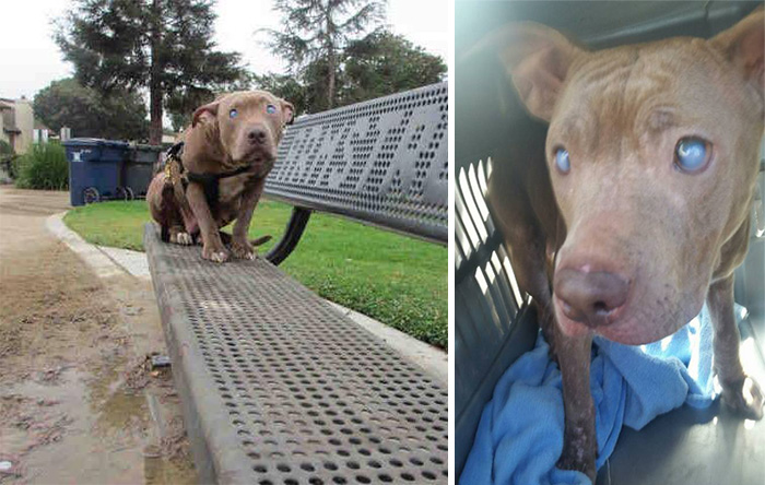 Ein blinder Hund wurde sofort nach der Geburt auf einer Bank im Park gelassen ...