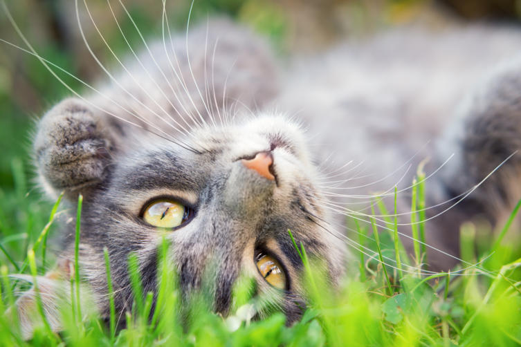 Katzen im Sommer: Das hilft dem Stubentiger bei Hitze	