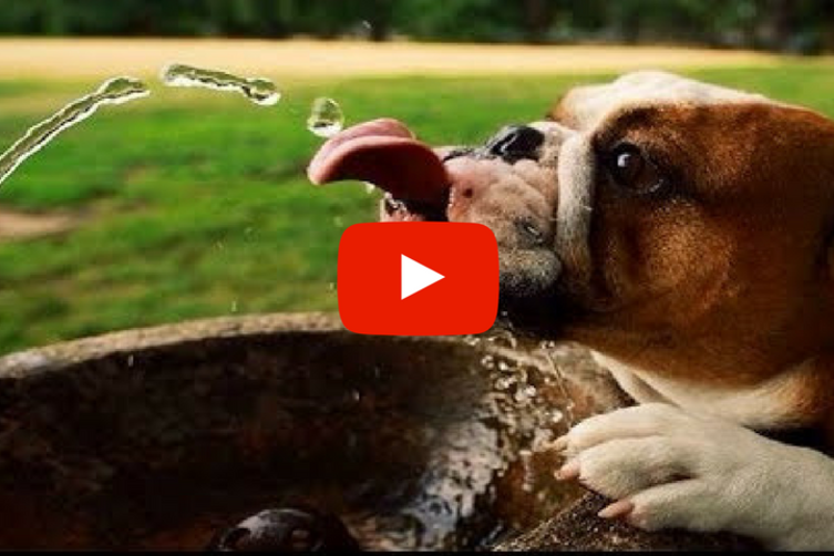 Tierisch durstig: So lustig trinken Hunde	