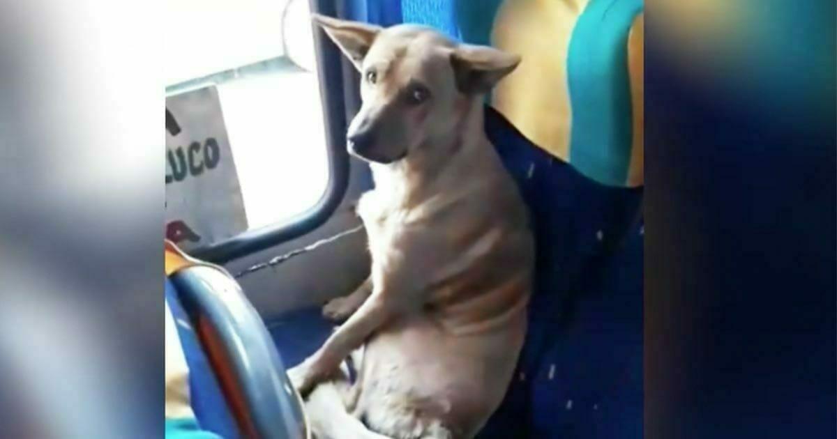 Obdachloser Hund steigt in den Bus und sitzt auf dem Beifahrersitz: Fahrer sagt, es ist wunderbar