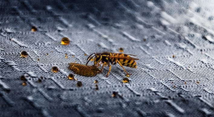 In den kommenden Wochen bekommen wir immer mehr Wespen: Das könnt ihr tun	