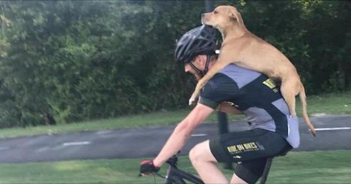 Überfahrener Straßenhund findet durch Radfahrer neues Zuhause.	