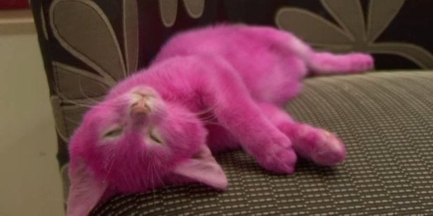 Mann färbt Kätzchen mit giftiger rosa Farbe, damit er es besser verkaufen kann	
