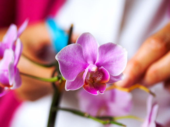 Orchideen schneiden: Die besten Tipps