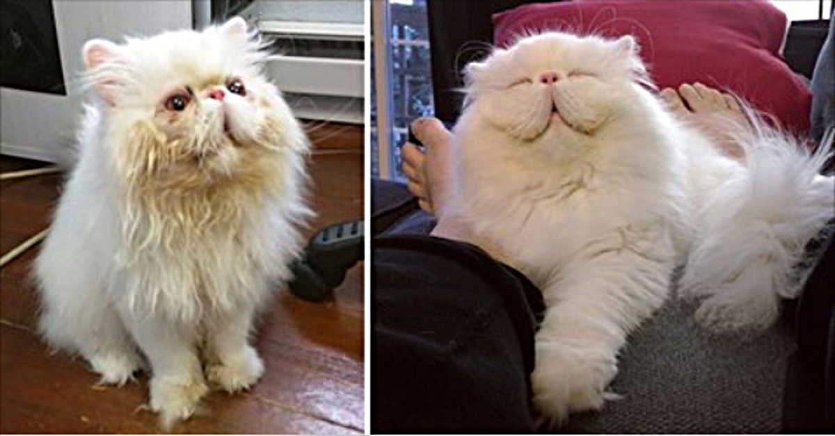 Die Perser Katze hört nicht auf zu lächeln, nachdem der neue Besitzer sie gerettet hat. So ein Süßchen!