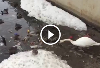 Der Schwan sah Müll im Wasser. Was dann der Vogel getan hat, kann alle beeindrucken.
