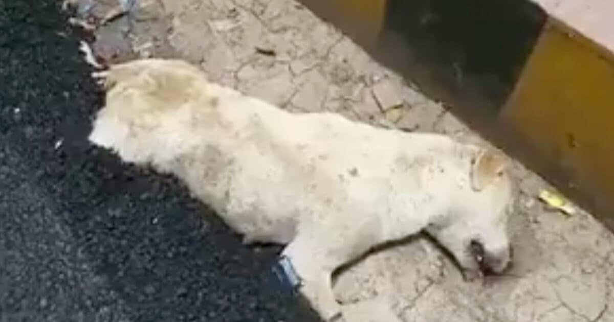 Hilfloser Hund stirbt grausamen Tod – wurde lebendig unter heißem Asphalt begraben	