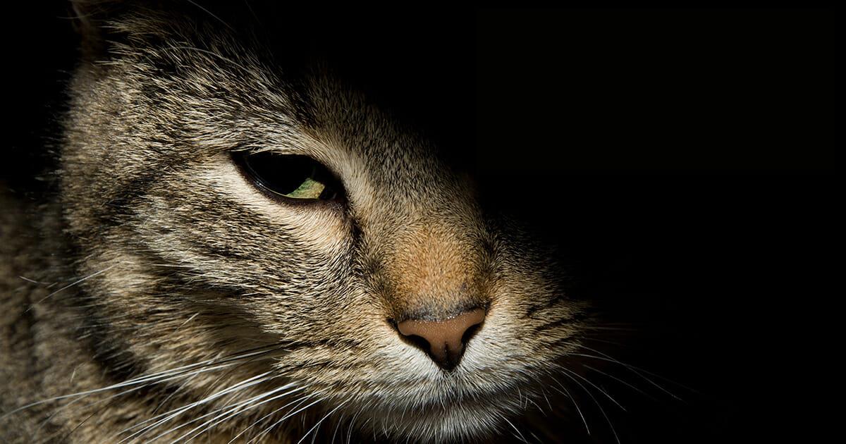 Teens foltern Katze mit Baseball Schläger – teilen Video im Netz, um Frauchen zu quälen	