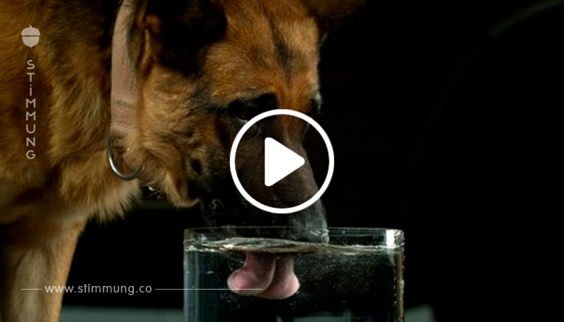 Beeindruckende Zeitlupen-Aufnahme zeigt Hund beim Trinken	