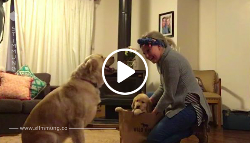 Der Hund wird mit einem Welpen überrascht – seine Reaktion ist die Süßeste, die wir seit langem gesehen haben	